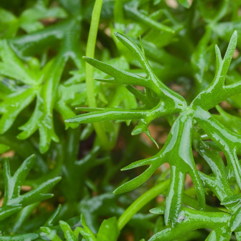 Ranunculus papulentus i liten kopp