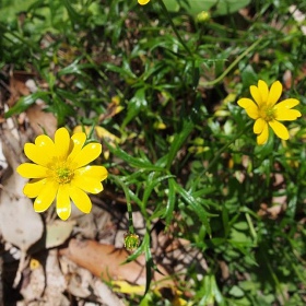 Eco Plant - Ranunculus papulentus - InVitro mały kubek