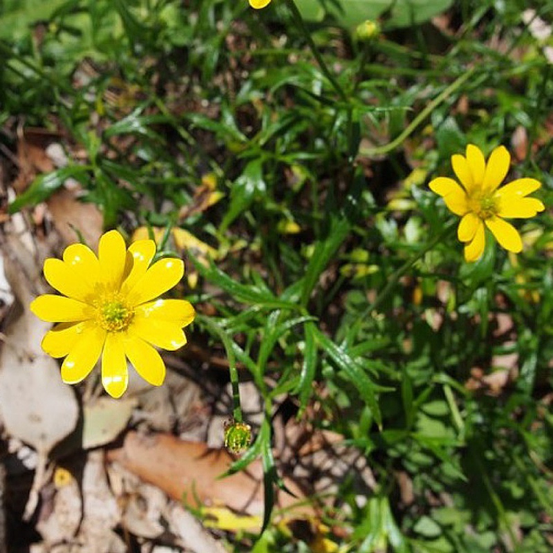 Ranunculus papulentus i liten kopp