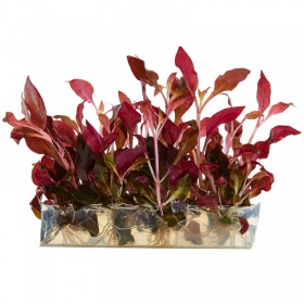 Plante rouge Alternanthera Reineckii Lilacina