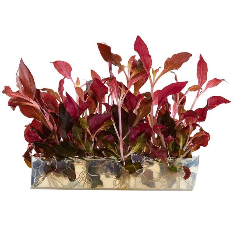 Alternanthera Reineckii Lilacina - Rote Aquarienpflanze