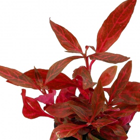 Alternanthera Reineckii Variegated - kräftige Farben fürs Aquarium