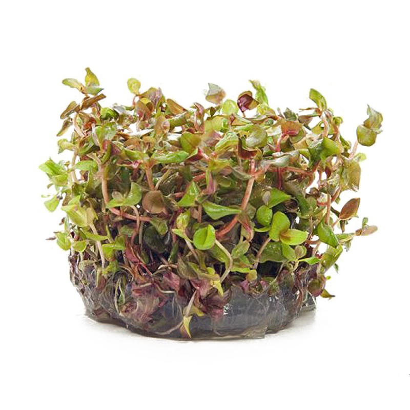 Plante Invitro kopp mini - Rotala Macandra