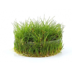 Eco Plant Eleocharis Parvula em copo