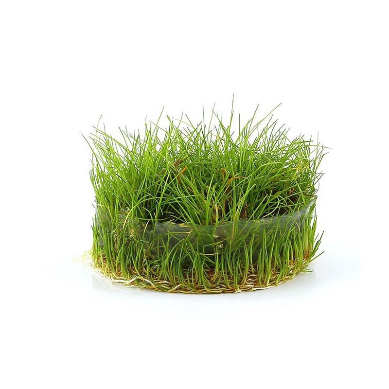 Eco Plant Eleocharis Parvula em copo