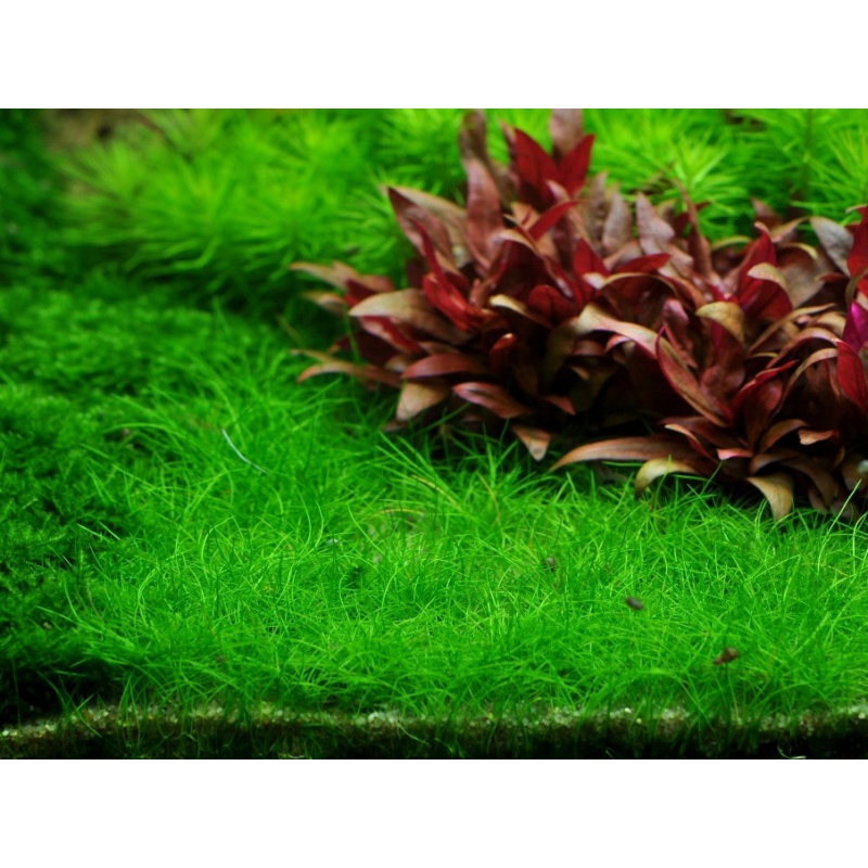 Eco Plant - Eleocharis Pusilla petit pot