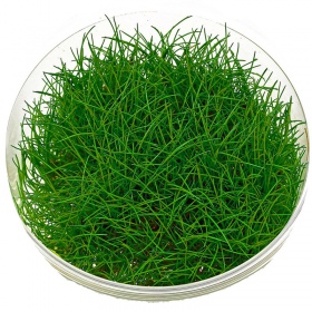 Eco Plant - Eleocharis Pusilla in InVitro