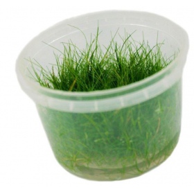 Eco Plant - Eleocharis Pusilla petit pot