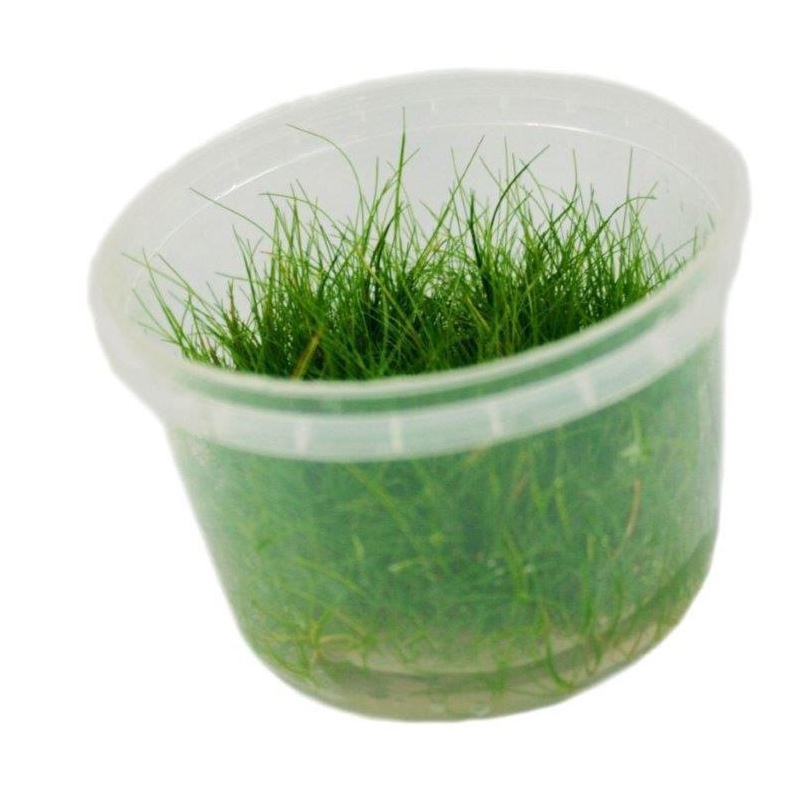 Eco Plant - Eleocharis Pusilla petit pot