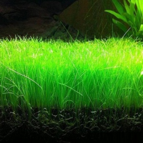 Eco Plant - Eleocharis Pusilla petit pot