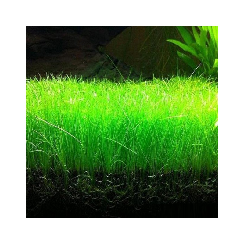 Eleocharis Pusilla em pequeno copo