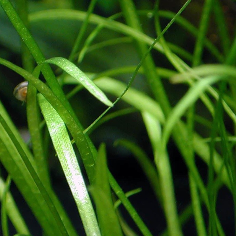 Echinodorus Telenllus - InVitro Pflanze für Aquarien