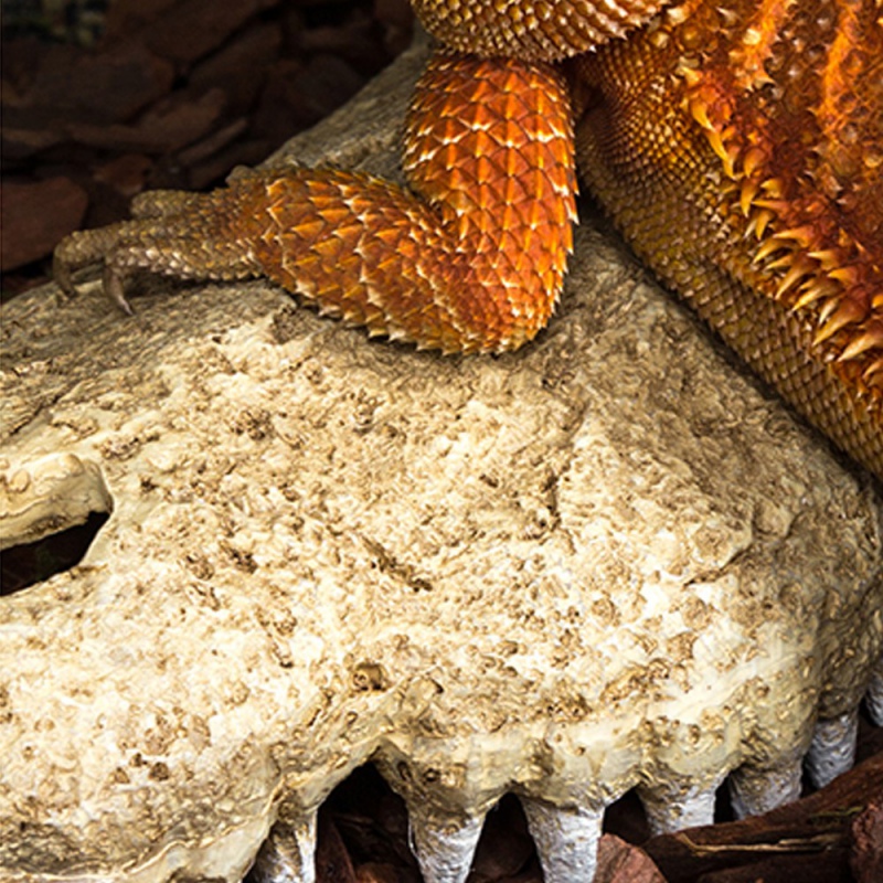 Repti-Zoo Crocodile Skull M - czaszka krokodyla