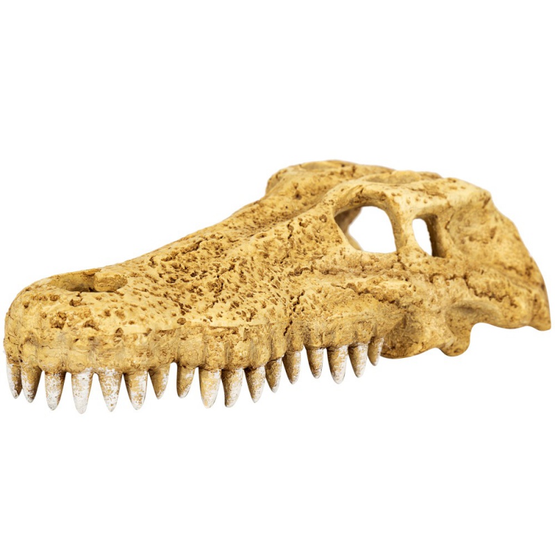 Repti-Zoo Crocodile Skull M - czaszka krokodyla