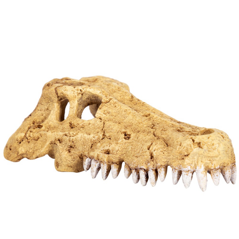 Repti-Zoo Crocodile Skull M - czaszka krokodyla