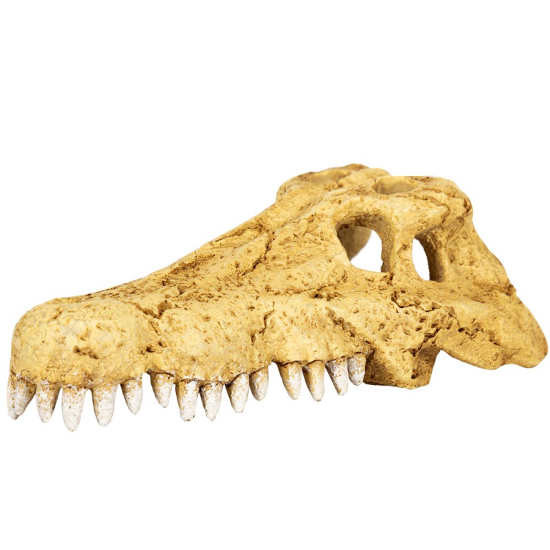 Repti-Zoo Crocodile Skull M - czaszka krokodyla