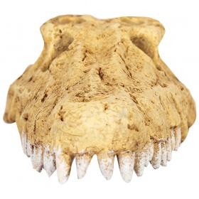 Repti-Zoo Crocodile Skull M - czaszka krokodyla