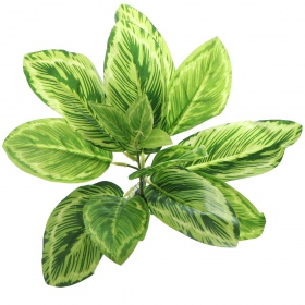 Bello Plant - Chinese Evergreen - XL