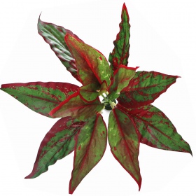 Bello Plant - Calathea Cherry Red - roślina XL do obrazów 3D