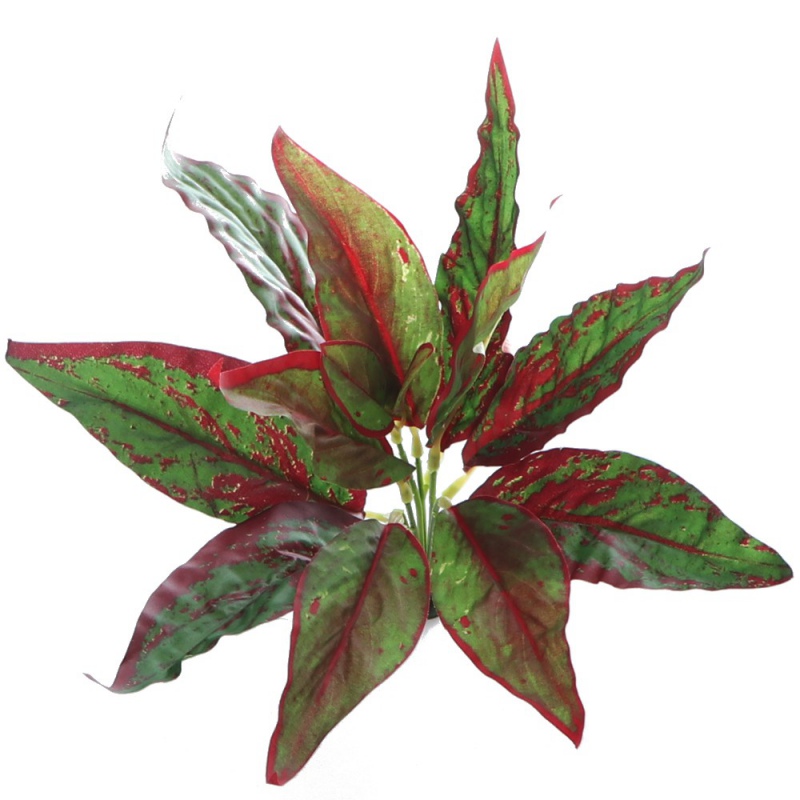 Bello Plant - Calathea Cherry Red - roślina XL do obrazów 3D