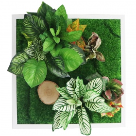 Bello Plant - Calathea Multi