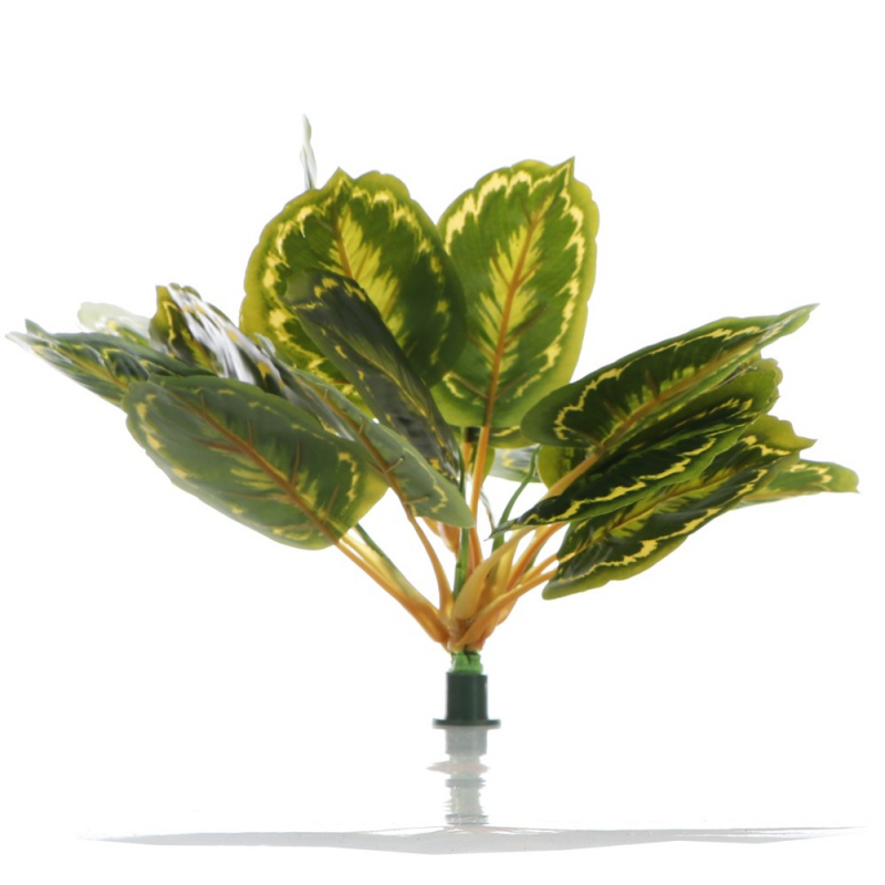 Bello Plant - Calathea Multi en jardín 3D