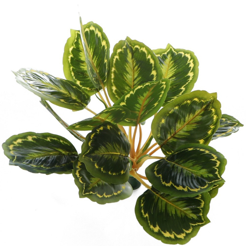 Bello Plant - Calathea Multi