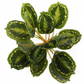 Bello Plant - Calathea Multi XXL-kasvi