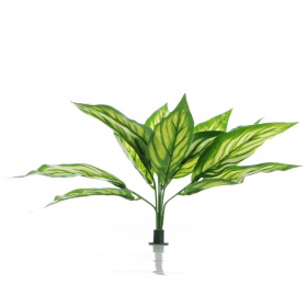 Planta XL Bello Plant - Zebra White Star