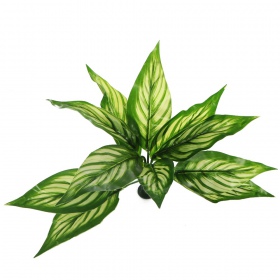 Planta XL Bello Plant - Zebra White Star