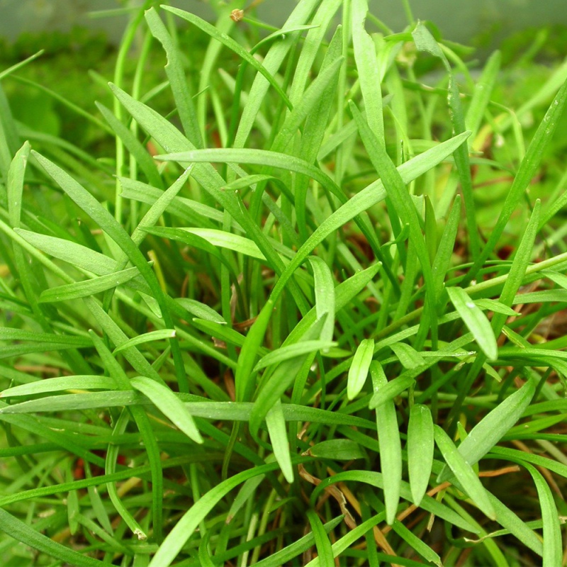 Heteranthera Zosterifolia in vaso