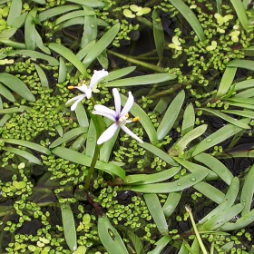 Heteranthera Zosterifolia em copo mini