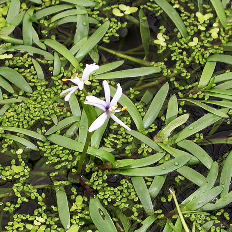 Heteranthera Zosterifolia en tasse mini