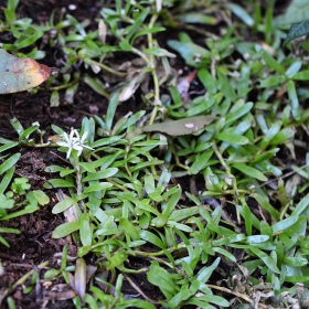 Heteranthera Zosterifolia em copo mini