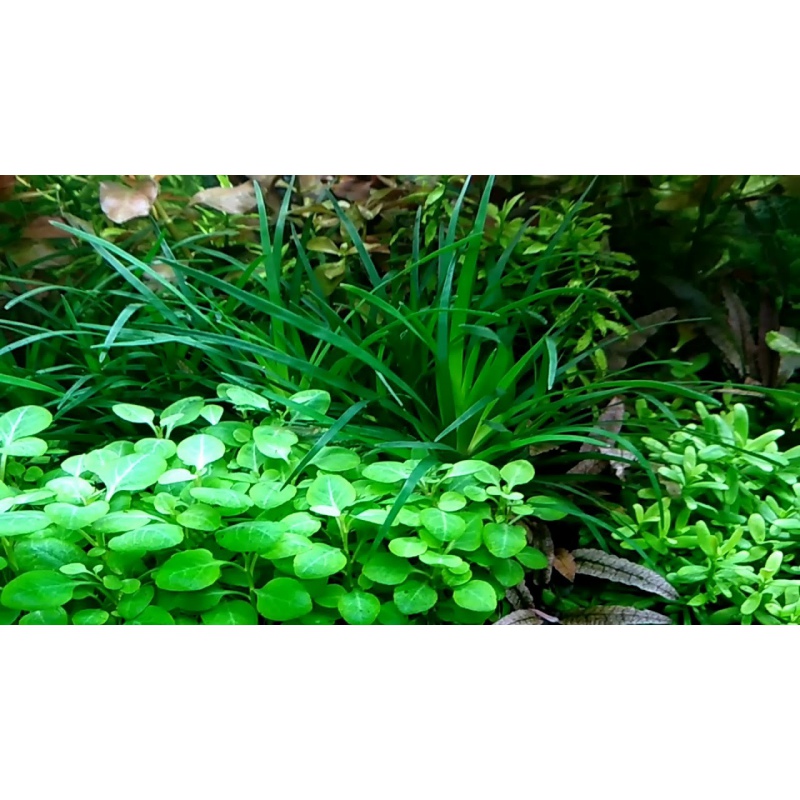 Planta Lobelia Mini en taza