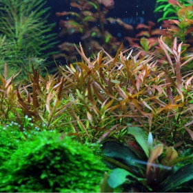 Ludwigia Brevipes mini tass