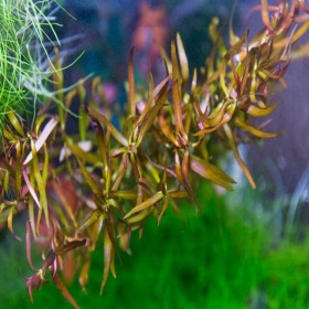 Eco Plant Ludwigia Brevipes in vitro