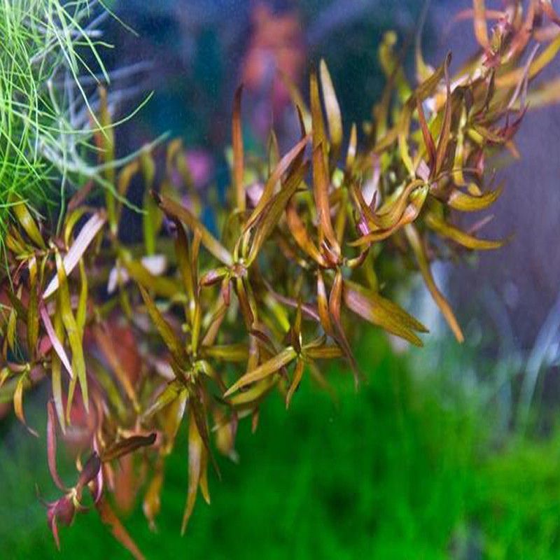 Ludwigia Brevipes - Eco Plant