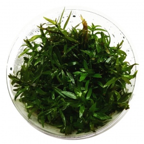 Ludwigia Brevipes in mini tazza