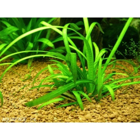 Eco Plant - Sagittaria Subulata - InVitro