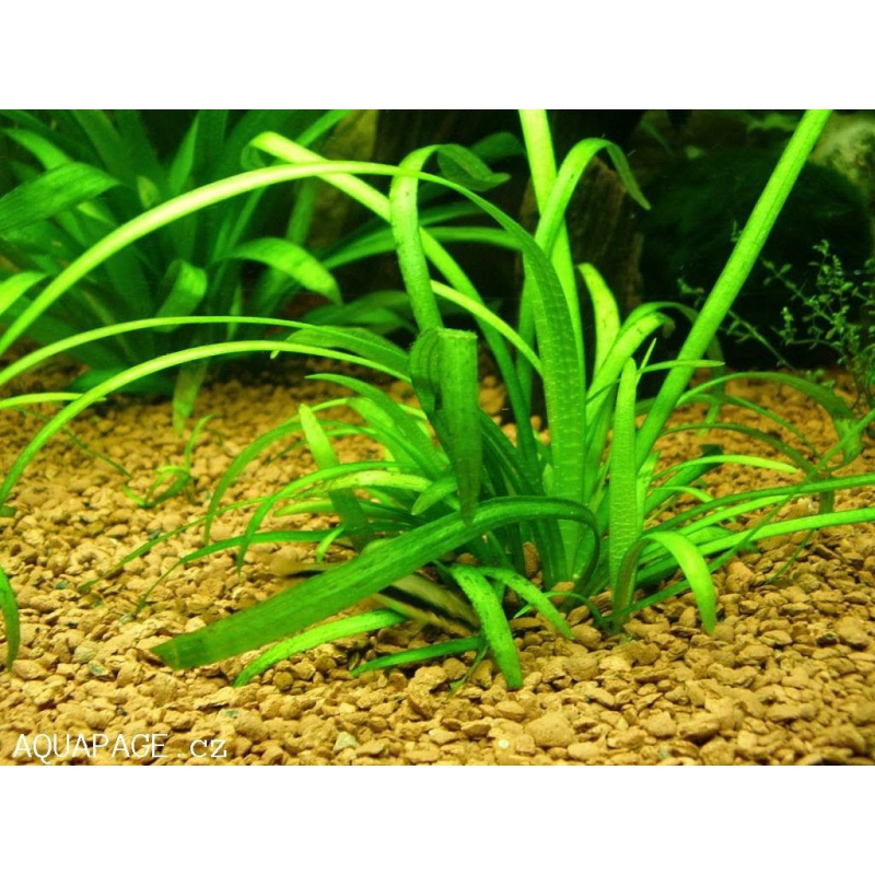 Eco Plant - Sagittaria Subulata in vitro mini beker