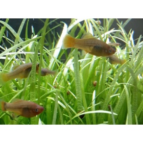 Sagittaria Subulata en InVitro mini gobelet