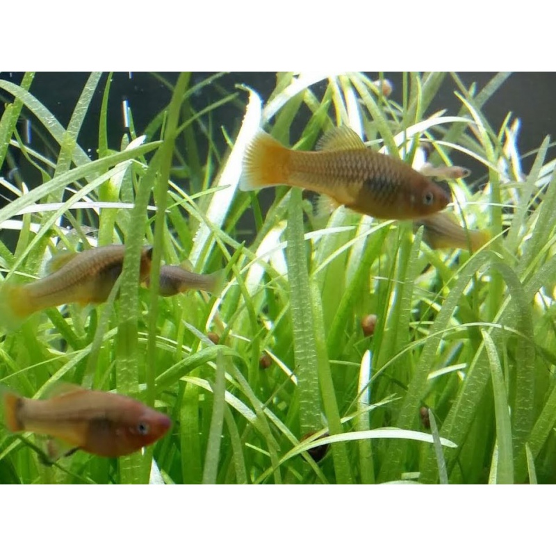 Sagittaria Subulata en InVitro mini gobelet