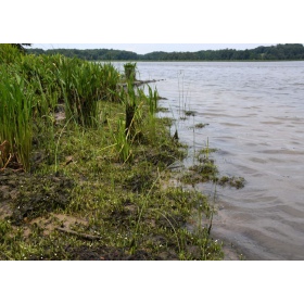 Eco Plant - Sagittaria Subulata - Мини Кубче