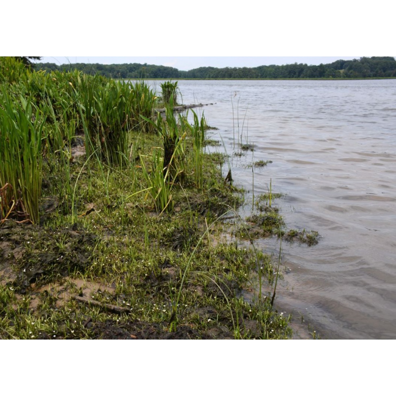 Eco Plant - Sagittaria Subulata - InVitro