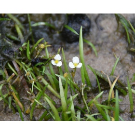 Eco Plant - Sagittaria Subulata in vitro mini beker