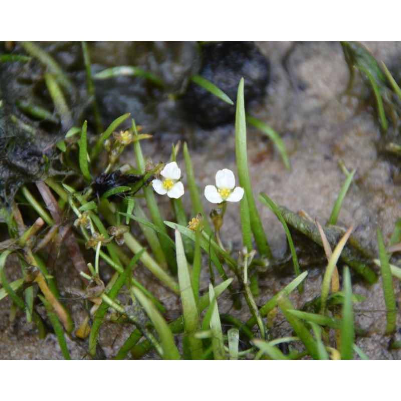 Eco Plant - Sagittaria Subulata - Мини Кубче