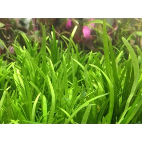 Eco Plant - Sagittaria Subulata - InVitro mini muki