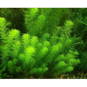 Roślina InVitro - Myriophyllum Guyana