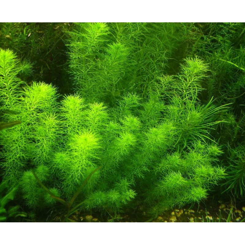 Myriophyllum Guyana növény mini csésze